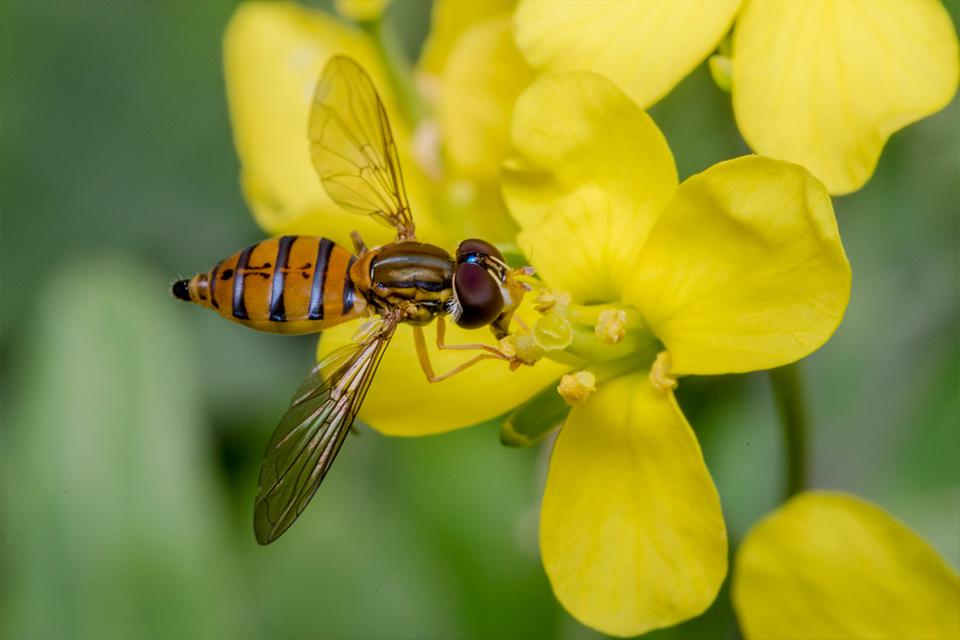 Bee in a yellow flower